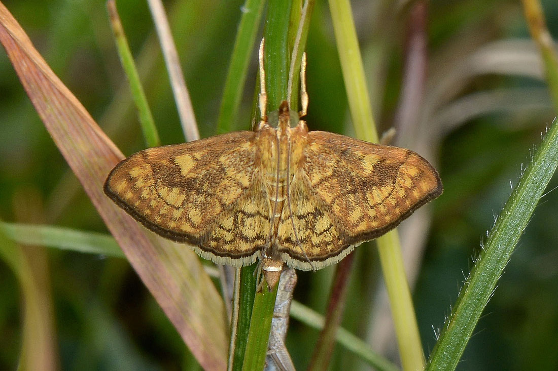 Ecpyrrhorrhoe rubiginalis? No, Anania verbascalis, Crambidae